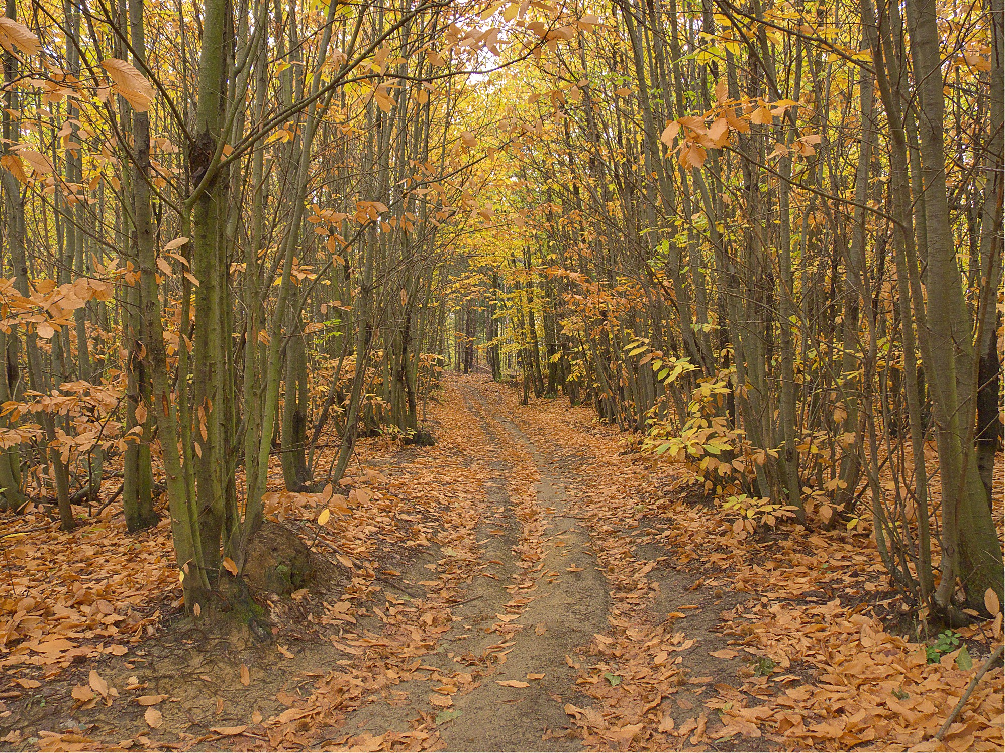 Castagneto autunnale con luce dorata tra i tronchi